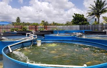 يكافح قطاع تربية الأحياء المائية في ترينيداد وتوباجو لتفادي الاتجاه الإقليمي