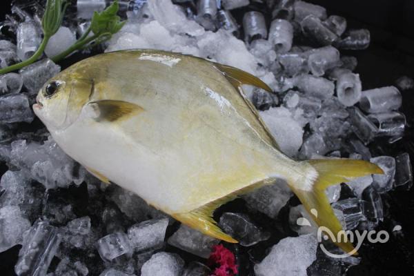What makes the Pompano so Special? - 翻译中...