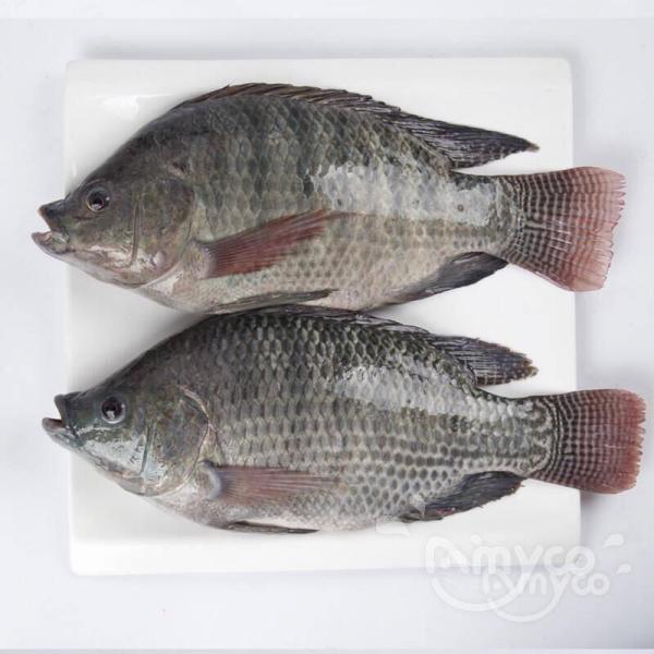 Tilapia: the various processing methods from harvest to customers - 翻译中...