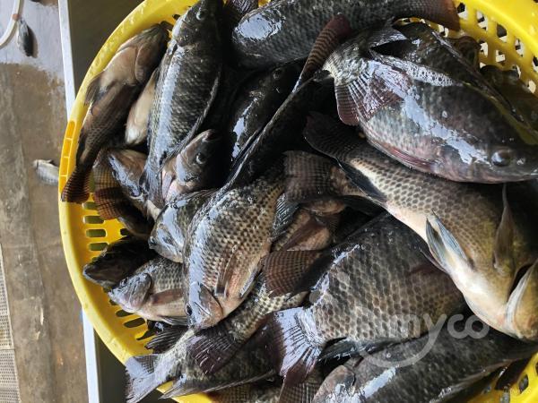 Tilapia Price will increase in the second half of the year for sure. - 翻译中...