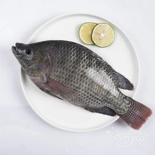 Get ready for the hot selling season of Tilapia ASAP! - 翻译中...