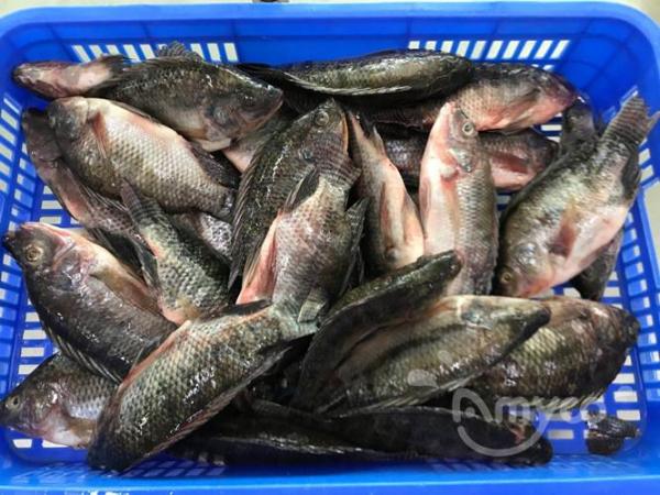 China Tilapia Price increase a lot again from Oct - 翻译中...